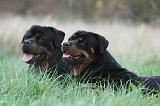 ROTTWEILER 462